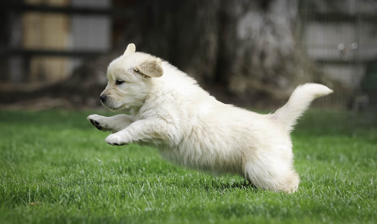 IMAGE: http://bwhip.com/galleries/BlogPhotos/butterpups_6wks/9F2A2276.jpg