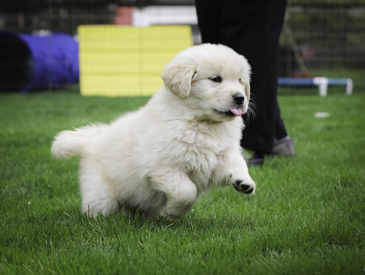 IMAGE: http://bwhip.com/galleries/BlogPhotos/butterpups_6wks/9F2A2342.jpg