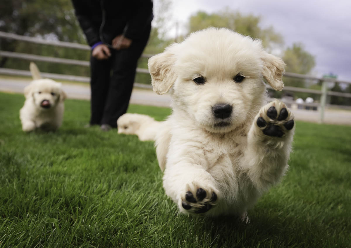 IMAGE: http://bwhip.com/galleries/BlogPhotos/butterpups_6wks/9F2A2414.jpg