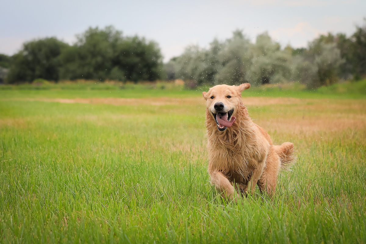 IMAGE: http://bwhip.com/galleries/BlogPhotos/family717/6U4A5553.jpg