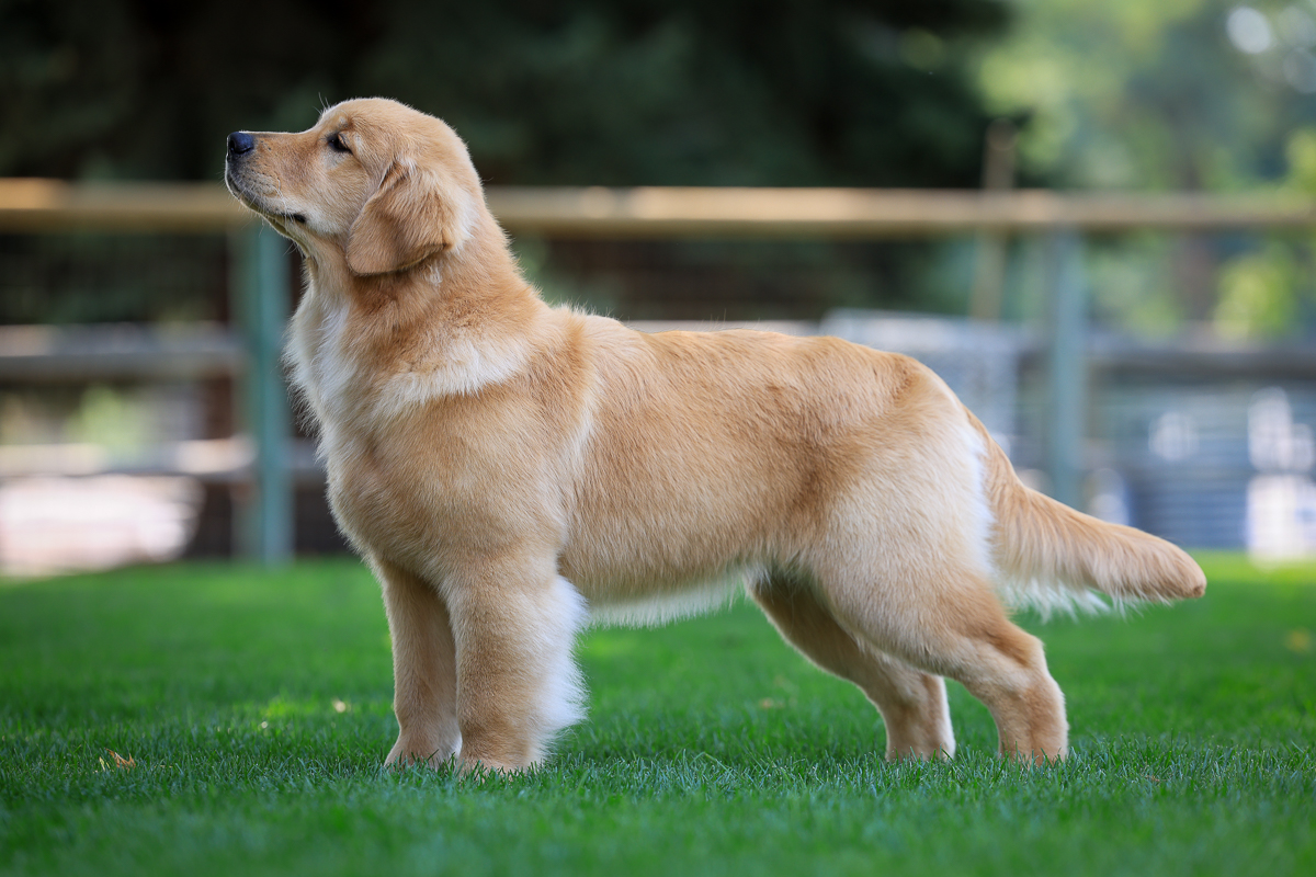 IMAGE: http://bwhip.com/galleries/BlogPhotos/pups_newcam/0N8A7643.jpg