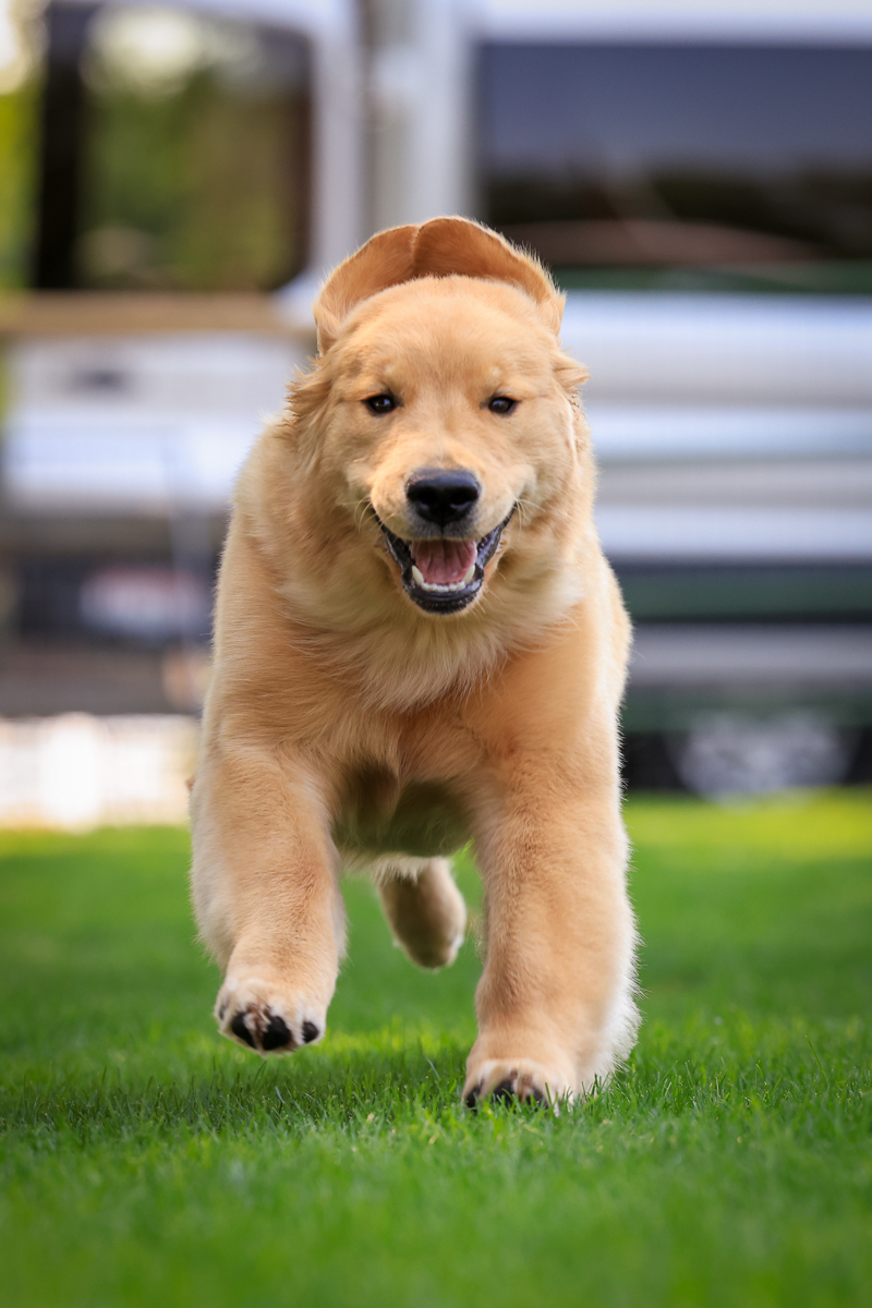 IMAGE: http://bwhip.com/galleries/BlogPhotos/pups_newcam/0N8A7676.jpg