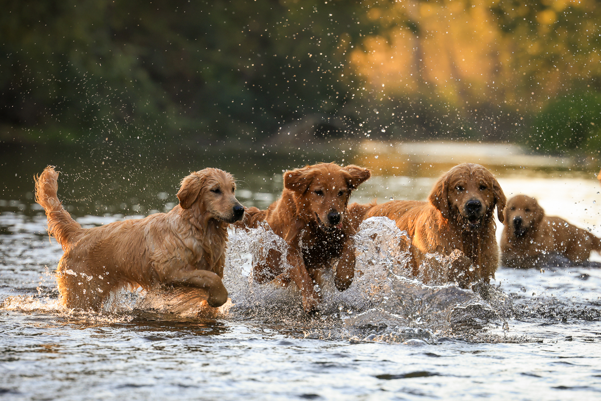 IMAGE: http://bwhip.com/galleries/BlogPhotos/pups_newcam/0N8A7909.jpg