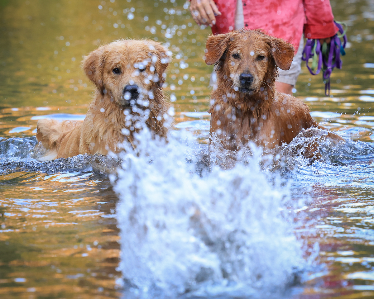 IMAGE: http://bwhip.com/galleries/BlogPhotos/pups_newcam/0N8A8025.jpg